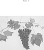 Vitis%20vinifera%20%27IFG%20104-253%27