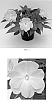 Impatiens%20hawkeri%20%27Balcebibu%27