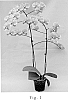 Phalaenopsis%20orchid%20%27SOGO%20F1582%27
