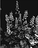 Heuchera%20x%20hybrida%20%27Crystal%20Spires%27