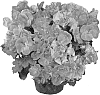 Pelargonium%20x%20domesticum%20%27Oglger11010%27