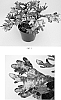 Solenostemon%20scutellarioides%20%27Balcimoa%27