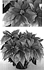 Euphorbia%20pulcherrima%20%27PER6406%27