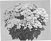 Chrysanthemum%20morifolium%20%27GG%20GOBI%2008%27