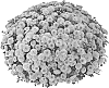 Chrysanthemum%20morifolium%20%27PPP%20DEST%2007%27