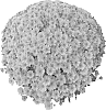 Chrysanthemum%20morifolium%20%27PPP%20SON%2007%27