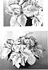 Euphorbia%20pulcherrima%20%27PERR11406%27