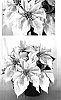 Euphorbia%20pulcherrima%20%27PER306%27