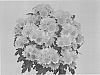 Chrysanthemum%20morifolium%20%27GG%20GOLDI%2008%27