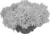 Chrysanthemum%20morifolium%20%27GG%20GOSTRNG%2008%27