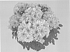 Chrysanthemum%20morifolium%20%27GG%20GOBLT%2008%27
