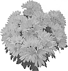 Chrysanthemum%20morifolium%20%27GG%20GOLDN%2008%27