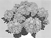 Chrysanthemum%20morifolium%20%27GG%20GOLA%2008%27