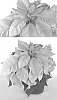 Euphorbia%20pulcherrima%20%27PER6904%27