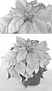 Euphorbia%20pulcherrima%20%27PER6904%27
