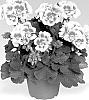 Pelargonium%20x%20hortorum%20%27Swewhi%27
