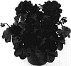 Pelargonium%20peltatum%20%27Fidanol%20Red%27