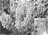 Angelonia%20angustifolia%20%27Car%20Purr09%27