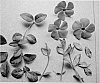 Vinca%20minor%20%27Vinsid%201%27
