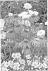 Echinacea%20purpurea%20%27Red%20Knee%20High%27