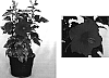 Hibiscus%20rosa-sinensis%20%27Scarlet%20Loke%27