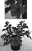 Hibiscus%20rosa-sinensis%20%27Pink%20Kai%27