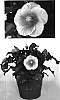 Hibiscus%20rosa-sinensis%20%27Pipedream%20Tangerine%27