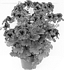 Pelargonium%20grandiflorum%20%27Camdared%27