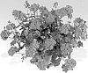 Pelargonium%20peltatum%20%27Pacric%27