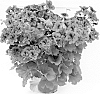 Pelargonium%20grandiflorum%20%27Camvio%27