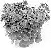 Pelargonium%20grandiflorum%20%27Camvio%27