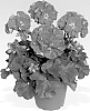 Pelargonium%20x%20hortorum%20%27Pacvistar%27