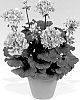 Pelargonium%20x%20hortorum%20%27Pacmeta%27