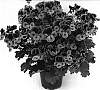 Pelargonium%20grandiflorum%20%27Campeye%27