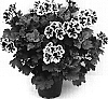 Pelargonium%20grandiflorum%20%27Cambi%27
