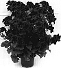 Pelargonium%20grandiflorum%20%27Camred%27
