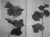 Vitis%20vinifera%20%27Improved%20Chancellor%27