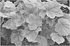 Heuchera%20hybrid%20%27Tiramisu%27