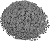 Chrysanthemum%20morifolium%20%27PPP%20BELG%2007%27