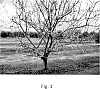 Prunus%20armeniaca%20%27MC5%27