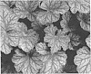 Heuchera%20hybrid%20%27Pinot%20Noir%27