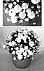 Chrysanthemum%20%20x%20morifolium%20%27Yogigi%20White%27