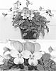 Viola%20cornuta%20%27Sunviofuji%27