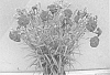 Dianthus%20x%20hybrida%20%27WP%20Passion%27