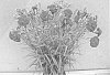 Dianthus%20x%20hybrida%20%27WP%20Passion%27
