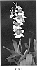 Beallara%20%27Hilo%20Sparkle%27