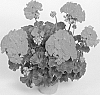 Pelargonium%20x%20hortorum%20%27Fistan%27