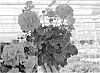 Pelargonium%20hortorum%20%28L.%29%20L%27H%C3%83%C2%A9rit.%20ex%20Ait%20%27Amri%20Crared%27