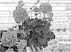Pelargonium%20hortorum%20%28L.%29%20L%27H%C3%A9rit.%20ex%20Ait%20%27Amri%20Crared%27
