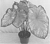 Caladium%20x%20hortulanum%20%27Summer%20Rose%27